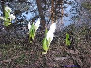 hvit Blomst Gul Skunk Kål (Lysichiton) bilde
