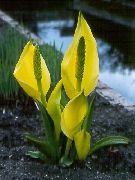жовтий Квітка Лізіхітон (Lysichiton) фото
