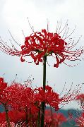 crvena Cvijet Pauk Ljiljan, Ljiljan Iznenađenje (Lycoris) foto