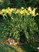 ყვითელი ყვავილების Daylily (Hemerocallis) ფოტო