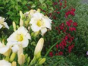 blanco Flor Daylily (Hemerocallis) foto