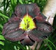 czarny Kwiat Dzień-Lily (Hemerocallis) zdjęcie