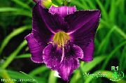 purpurne Lill Daylily (Hemerocallis) foto
