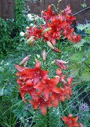 rød Blomst Lily De Asiatiske Hybrider (Lilium) bilde