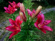 burgunder Blomst Lily De Asiatiske Hybrider (Lilium) bilde
