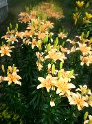 oranž Lill Lily Aasia-Hübriidide (Lilium) foto