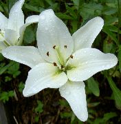 hvítur Blóm Lily Sem Asiatic Blendingar (Lilium) mynd