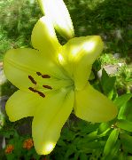 dzeltens Zieds Lilija Āzijas Hibrīdi (Lilium) foto