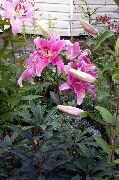 roosa Lill Oriental Liilia (Lilium) foto