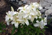 beyaz çiçek Oryantal Zambak (Lilium) fotoğraf