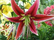 garden flowers red Oriental Lily Lilium photos, description, cultivation and planting, care and watering