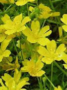 žlutý Květina Zastřeným Vejcem Rostlin, Louka Pěna (Limnanthes) fotografie