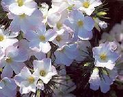 Stór-Flowered Phlox, Fjall Phlox, Kalifornía Phlox hvítur Blóm