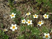 balts Zieds Liela Sīkziedu Floksis, Kalnu Floksis, California Floksis (Linanthus) foto