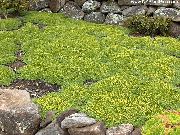 grønn Blomst Azorella, Yareta  bilde