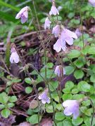 ピンク フラワー 双子の花 (Linnaea) フォト