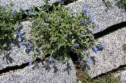 luz azul Flor Lutando Gromwell (Lithospermum) foto