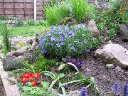 blau Blume Kriechen Gromwell (Lithospermum) foto