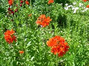 czerwony Kwiat Campion (Świt) (Lychnis chalcedonica) zdjęcie