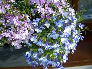γαλάζιο λουλούδι Μπορντούρα Λοβηλία, Ετήσια Λοβηλία, Σύροντας Λοβηλία (Lobelia) φωτογραφία