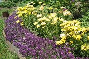 purpurs Zieds Salds Alyssum, Salds Alison, Piejūras Lobularia (Lobularia maritima) foto