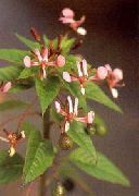 ピンク フラワー 蚊の花 (Lopezia racemosa) フォト