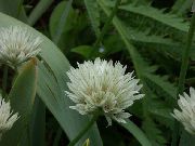 ホワイト フラワー 観賞用のタマネギ (Allium) フォト