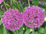 рожевий Квітка Цибуля Декоративна (Allium) фото