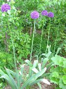 lilas Fleur Oignon Ornement (Allium) photo