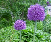 garden flowers purple Ornamental Onion  Allium  photos, description, cultivation and planting, care and watering