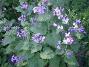 πασχαλιά λουλούδι Φυτό Χρήματα, Ειλικρίνεια, Bolbonac, Moonwort, Ασημένιο Δολάριο (Lunaria) φωτογραφία