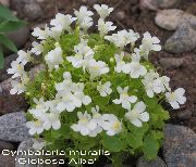 hvid Blomst Cymbalaria, Vedbend-Torskemund, Klatring Sømand, Vedbend-Blade Tudse Hør  foto
