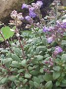μωβ λουλούδι Νάνος Snapdragon, Νεράιδα Snapdragon, Malling Toadflax (Chaenorhinum) φωτογραφία