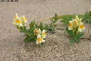 ყვითელი ყვავილების Linaria  ფოტო
