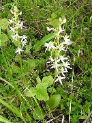 alb Floare Specii Orhidee, Mai Puțin Fluture Orhidee, Platanthera Două Leafed-  fotografie