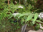 beyaz çiçek Vadinin Yanlış Zambak, Vadi Vahşi Zambak, Iki Kanatlı Yanlış Süleyman'ın Mührü (Maianthemum) fotoğraf