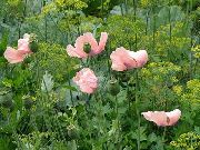 ružový Kvetina Orientálne Mak (Papaver orientale) fotografie