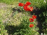 κόκκινος λουλούδι Ανατολίτικα Παπαρούνας (Papaver orientale) φωτογραφία
