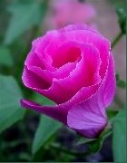 pink Blomst Malope (Malope trifida) foto