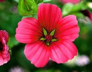 rød Blomst Malope (Malope trifida) foto