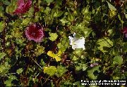 beyaz çiçek Malope (Malope trifida) fotoğraf