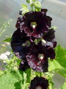 Hollyhock შავი ყვავილების