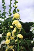 garden flowers yellow Hollyhock  Alcea rosea photos, description, cultivation and planting, care and watering