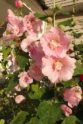 garden flowers pink Hollyhock  Alcea rosea photos, description, cultivation and planting, care and watering