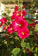 червоний Квітка Мальва (Шток-Троянда, Алсея) (Alcea rosea) фото