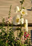 hvit Blomst Stokkrose (Alcea rosea) bilde