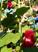 შინდისფერი ყვავილების Hollyhock (Alcea rosea) ფოტო