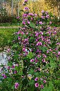 violet Floare Nalba, Nalbă Franceză (Malva sylvestris) fotografie