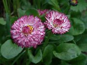 burgunder Blomst Bellis Daisy, Engelsk Daisy, Plen Tusenfryd, Bruisewort (Bellis perennis) bilde