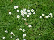 alb Floare Bellis Daisy, Daisy Engleză, Daisy Gazon, Bruisewort (Bellis perennis) fotografie